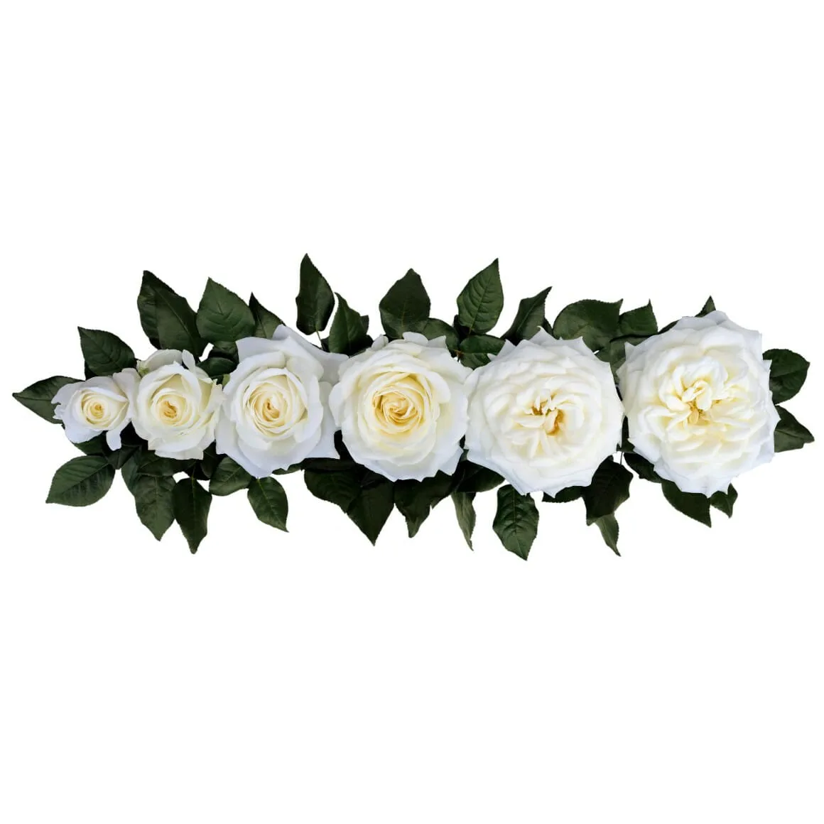 Роза садовая белая Алебастр (00210)