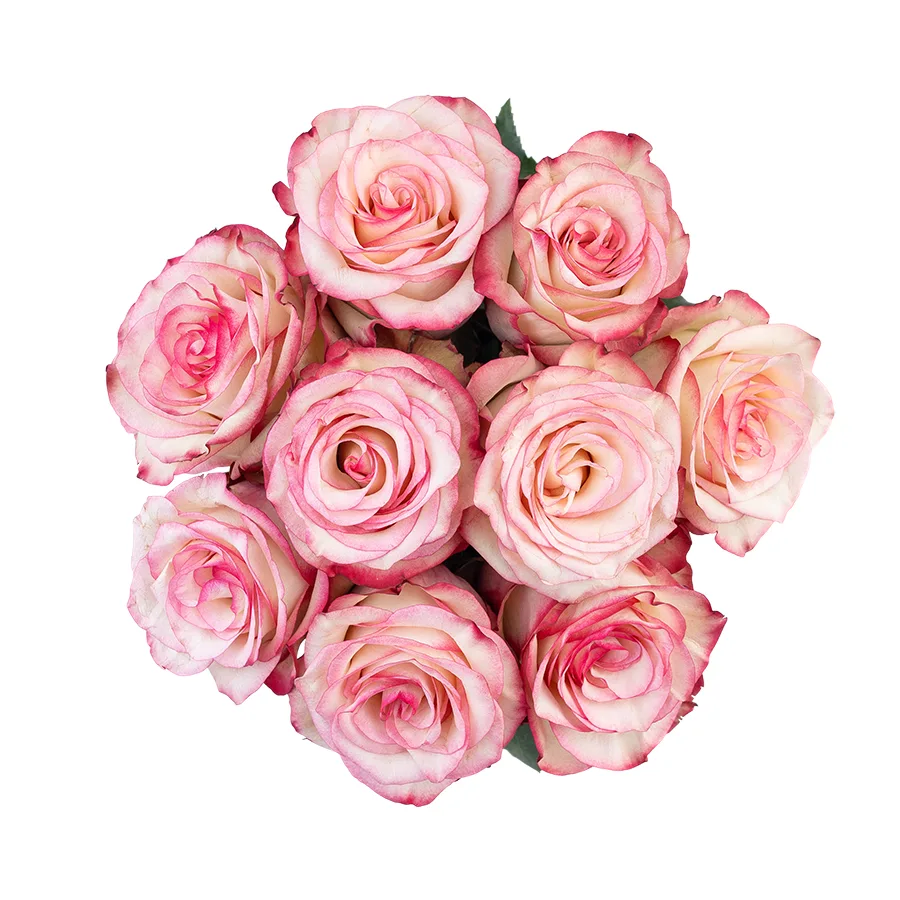 Букет из 9 бело-розовых с малиновыми краями роз Палома (03105)