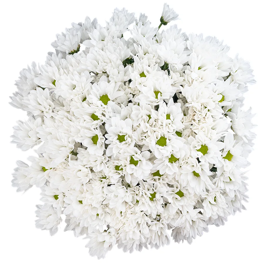 Букет из 19 белых кустовых хризантем (01786)
