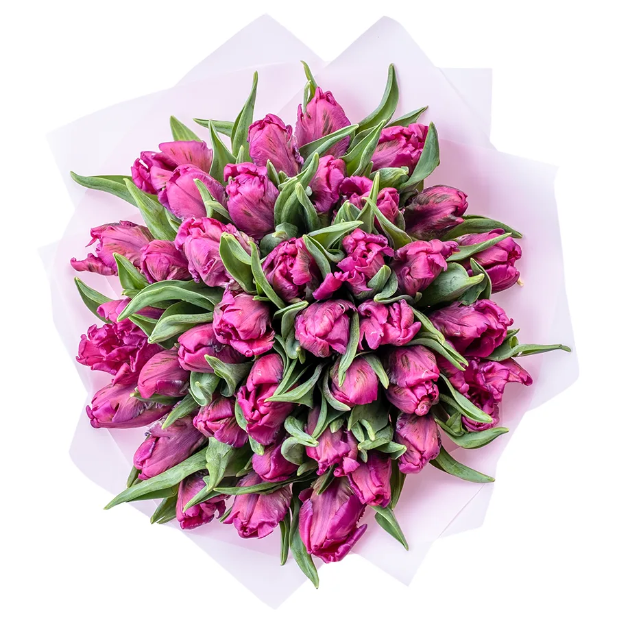 Букет из 37 фиолетовых попугайных тюльпанов Принц Пэррот (02178)