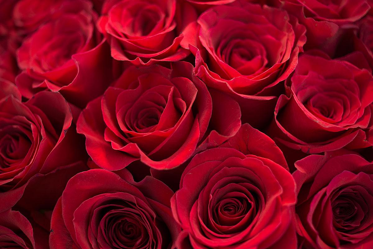 Букет из 51 красной розы Фридом (00393)