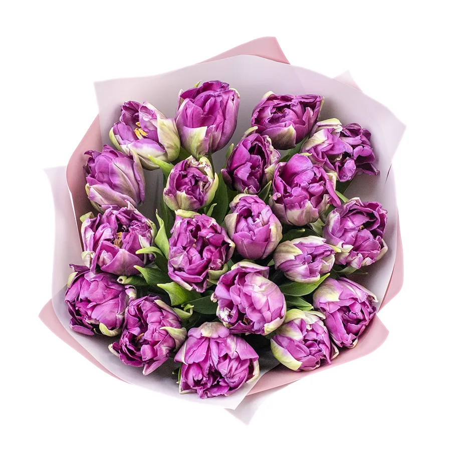 Букет из 19 фиолетовых пионовидных тюльпанов Пурпл Пеони (02325)
