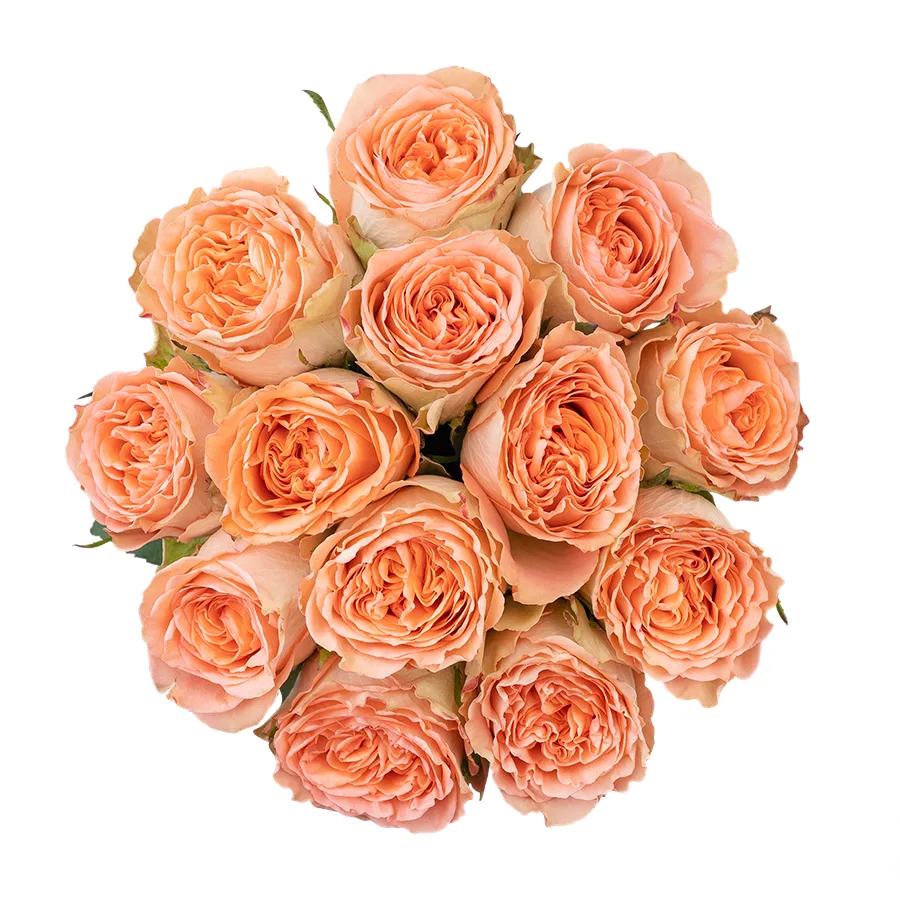 Букет из 13 кремово-персиковых пионовидных роз Кантри Хоум (03011)