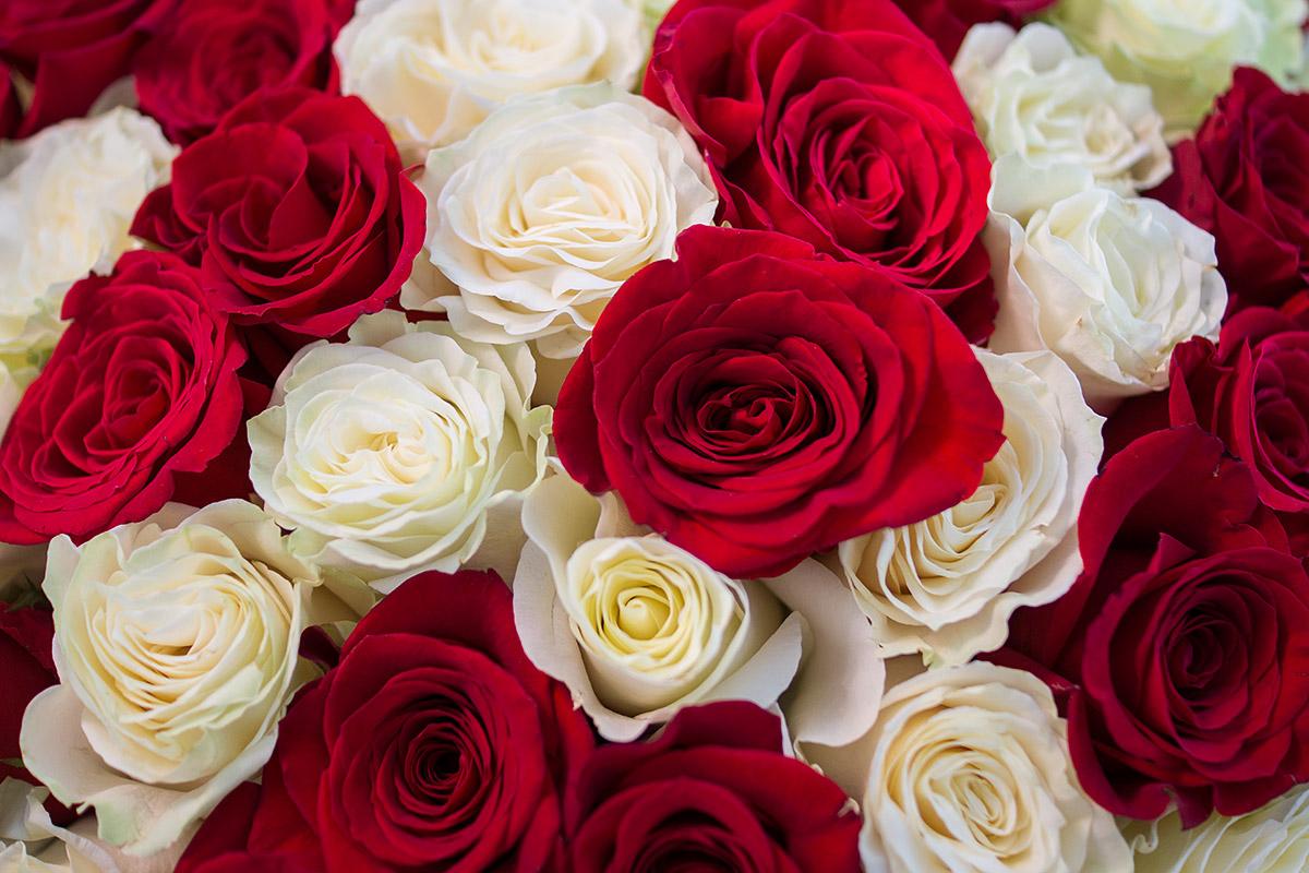 Букет из 51 красной и белой розы Фридом и Мондиаль (00401)