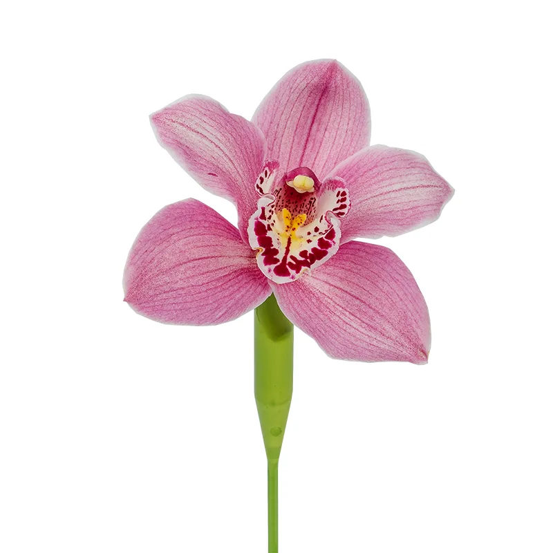 Орхидея Цимбидиум розовая (00030)