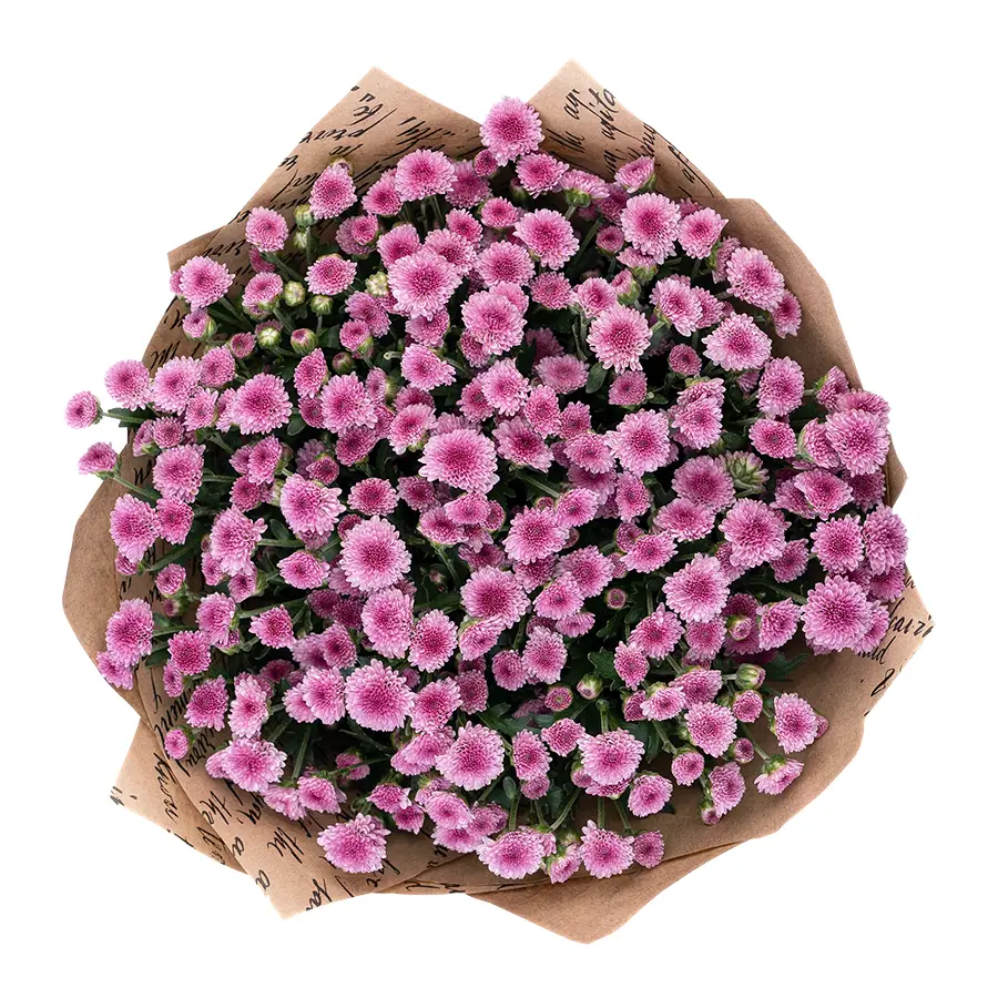 Букет из 13 тёмно-розовых кустовых хризантем Сантини Мадиба Пинк Тёло (02706)