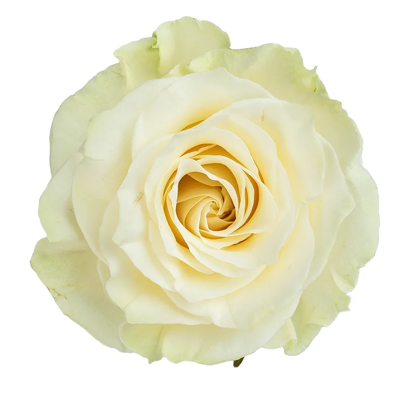 Роза белая Мондиаль (00009)