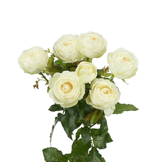 Роза кустовая белая Сноу Ворлд (00513)
