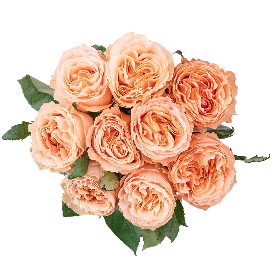 Букет из 9 нежно-персиковых пионовидных роз Принцесс Краун (03022)