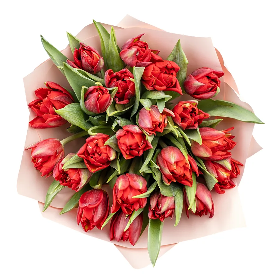 Букет из 21 красного махрового тюльпана Ред Принцесс (02265)