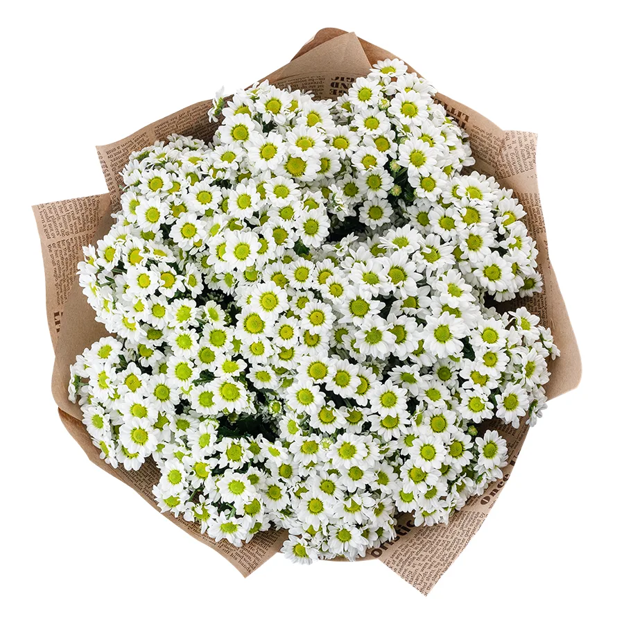 Букет из 15 белых кустовых хризантем Сантини Пиксель Сноуи (02897)