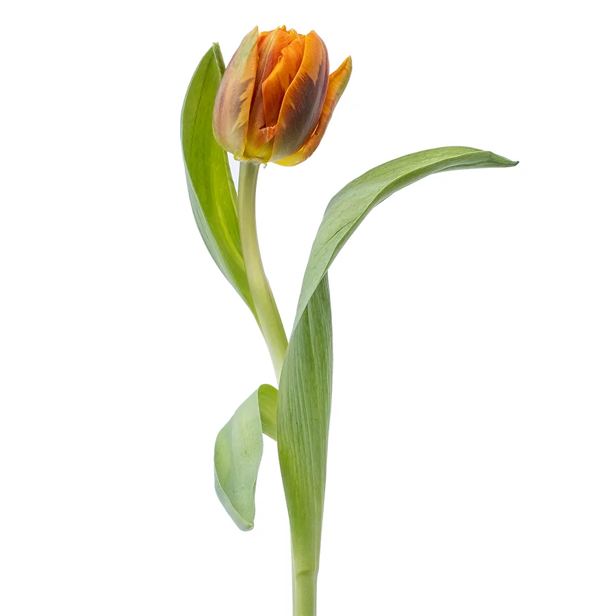 Тюльпан махровый оранжевый Оранж Принцесс (00576)