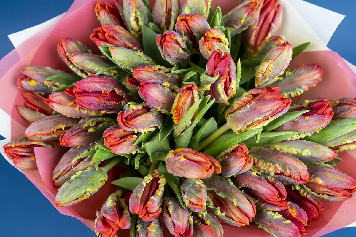 Букет из 53 красных попугайных тюльпанов Пэррот Рококо (01123)