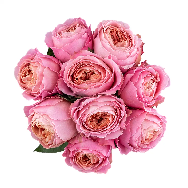 Букет из 9 розовых садовых роз Романтик Антик (01814)