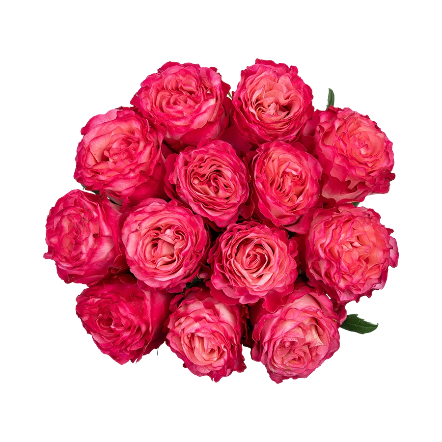 Букет из 13 ярко-малиновых роз Энчентмент (03861)