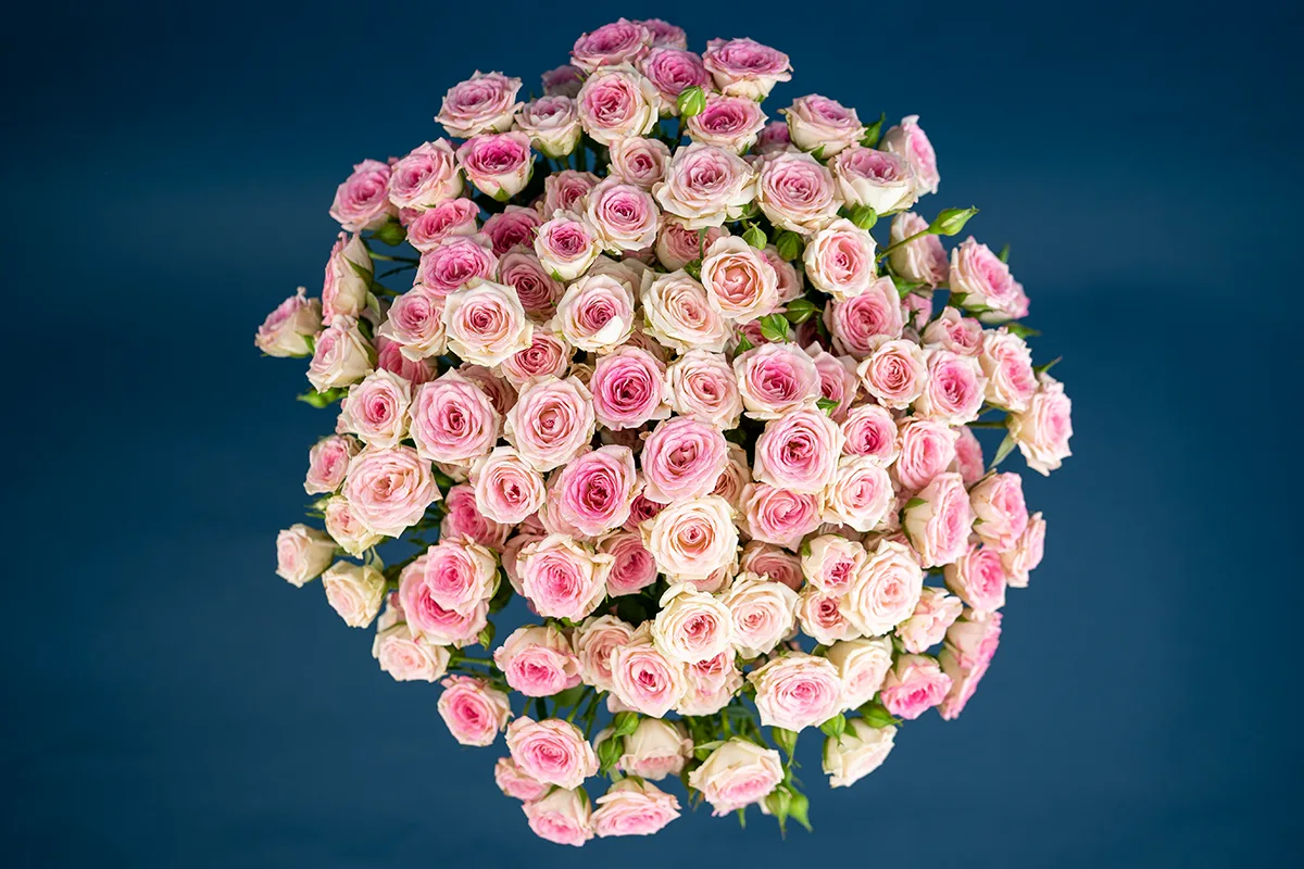 Букет из 23 розовых кустовых роз Креми Твистер (01646)