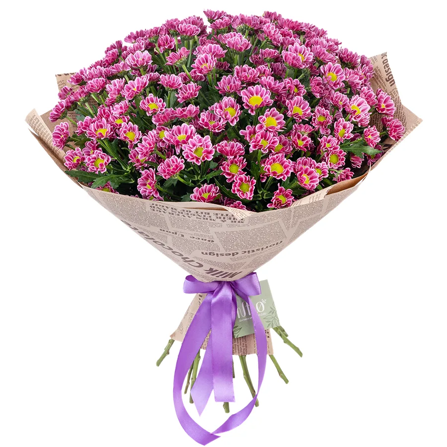 Букет из 25 пурпурных кустовых хризантем Сантини Любовь (02861)