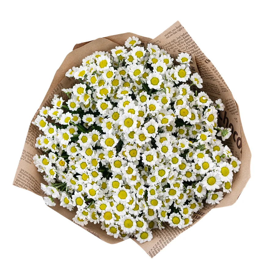 Букет из 11 белых кустовых хризантем Сантини Мабида Линди Вайт (02821)