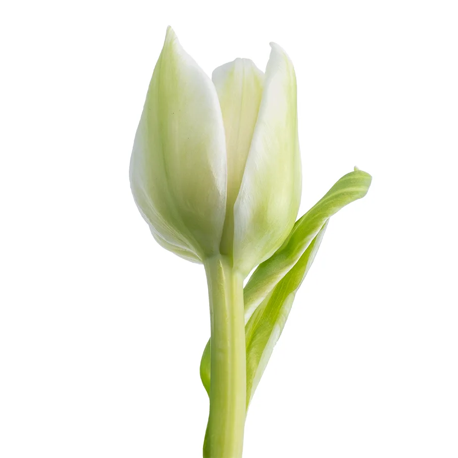 Тюльпан махровый белый Вайт Херт (00154)