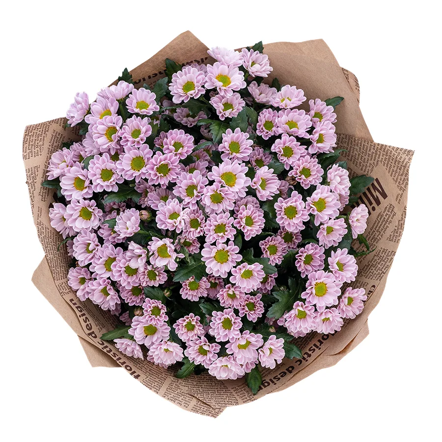 Букет из 13 нежно-розовых кустовых хризантем Сантини Росси Пинк (02839)