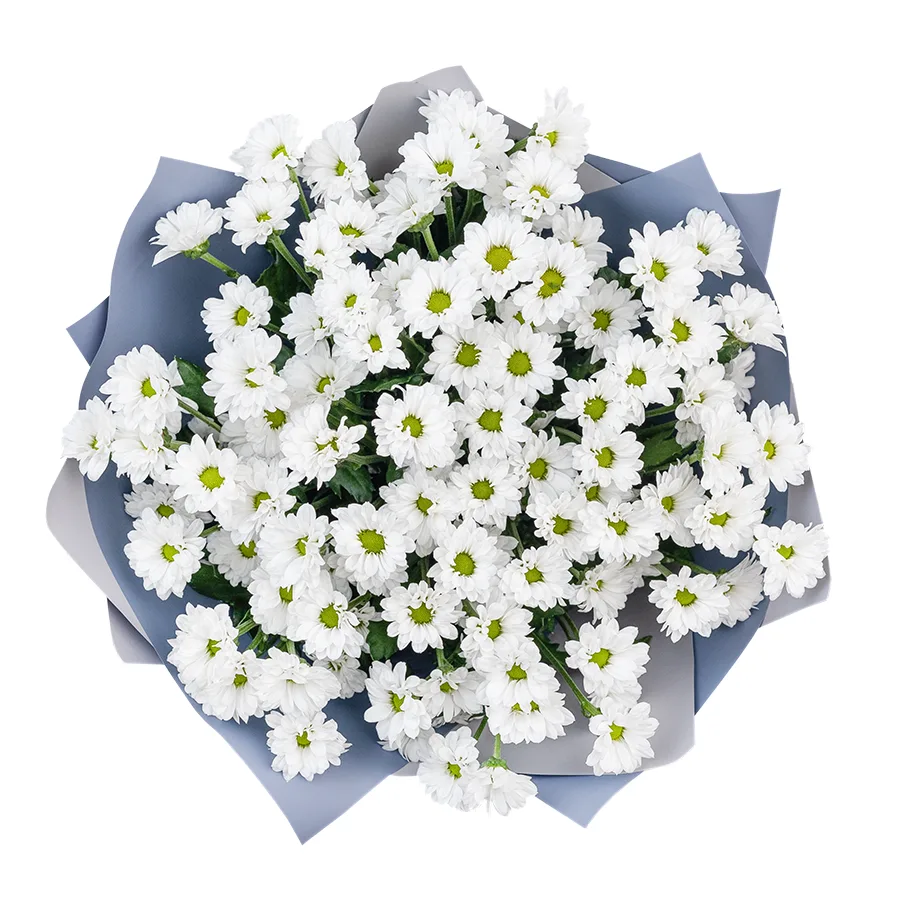 Букет из 13 белых кустовых хризантем Сантини Баунсер (02731)