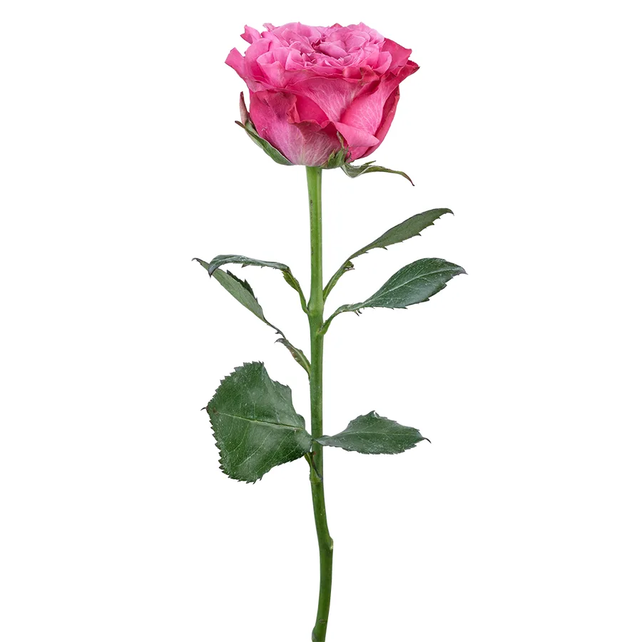 Роза сиренево-розовая пионовидная Кантри Блюз 60 см (02958)