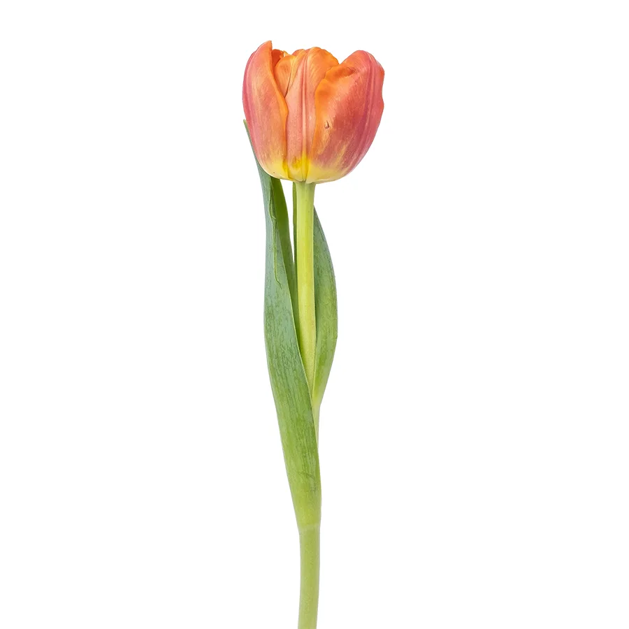 Тюльпан махровый оранжевый Айкун (00733)