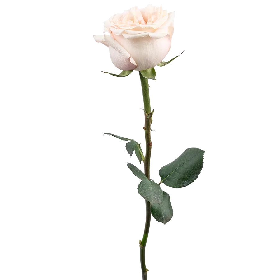 Роза садовая кремовая Башфул 60 см (03842)