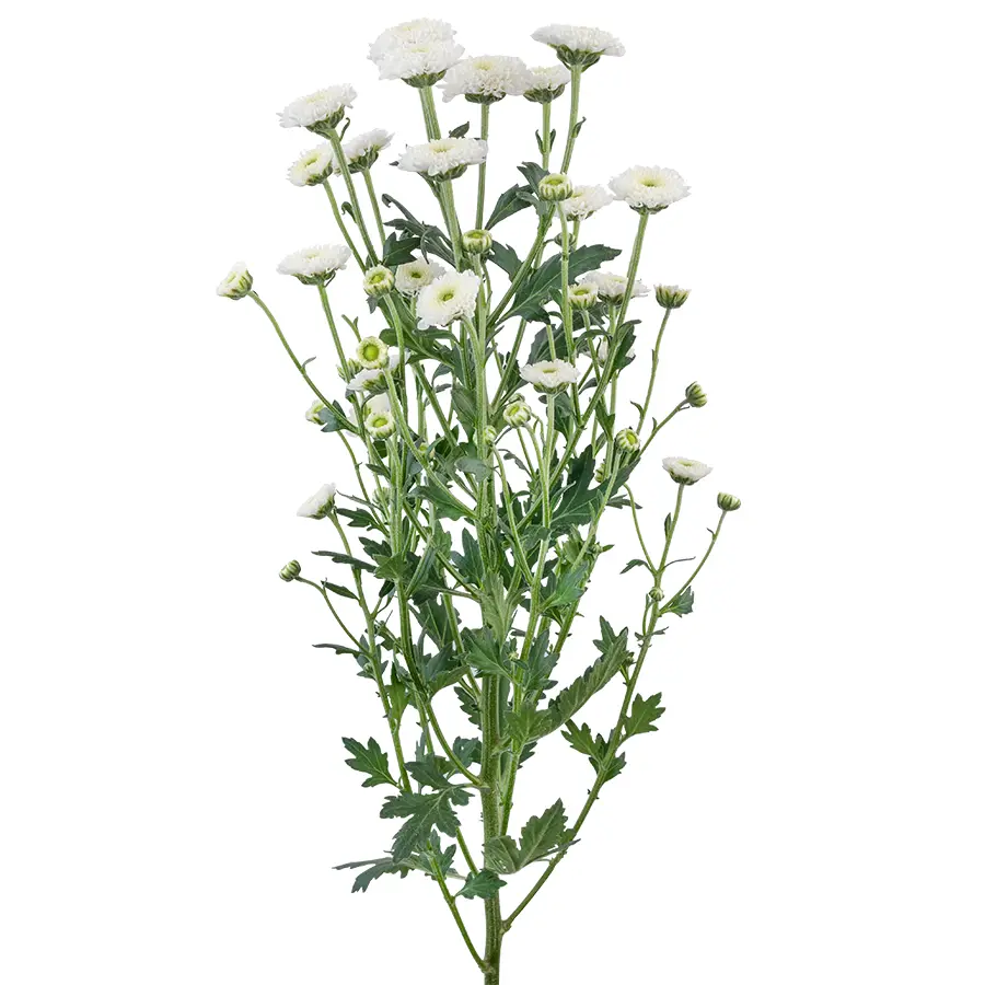 Хризантема кустовая белая Сантини Калимеро Сноу (02681)
