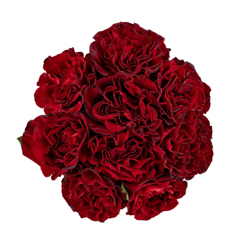 Букет из 9 тёмно-красных садовых роз Вонтед (01750)