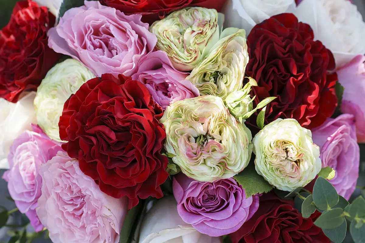 Букет из 29 ярких садовых пионовидных роз (00435)