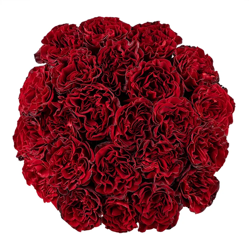 Букет из 21 тёмно-красной садовой розы Вонтед (01866)