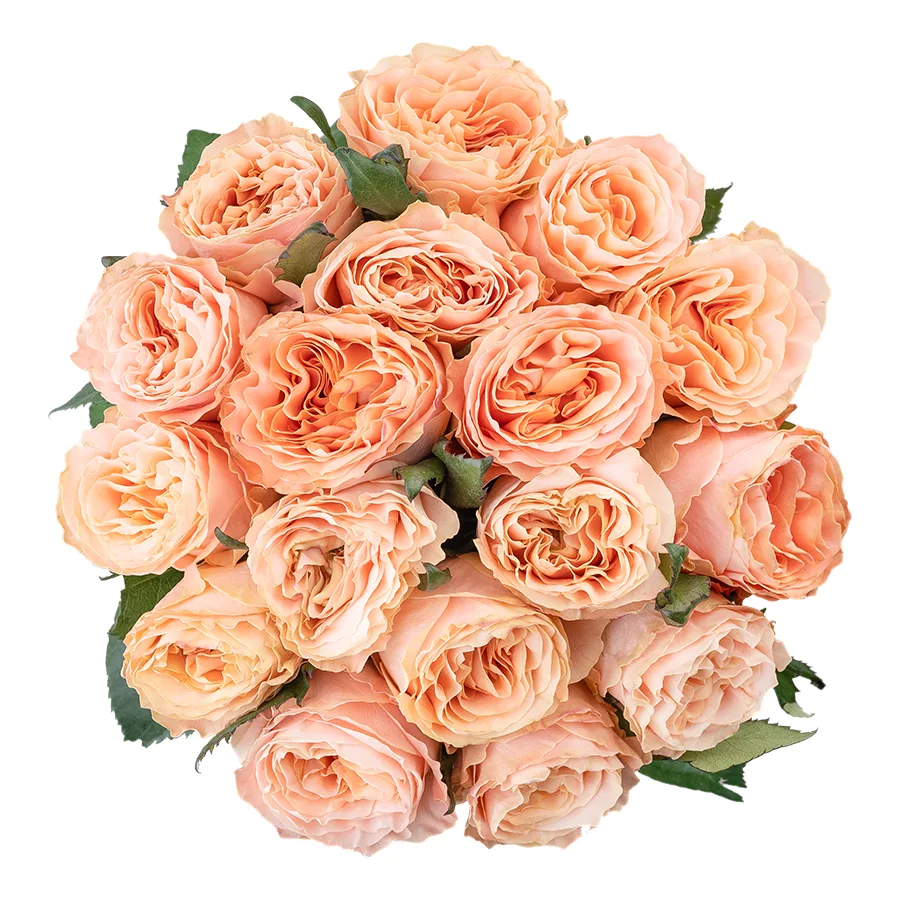 Букет из 17 нежно-персиковых пионовидных роз Принцесс Краун (03018)