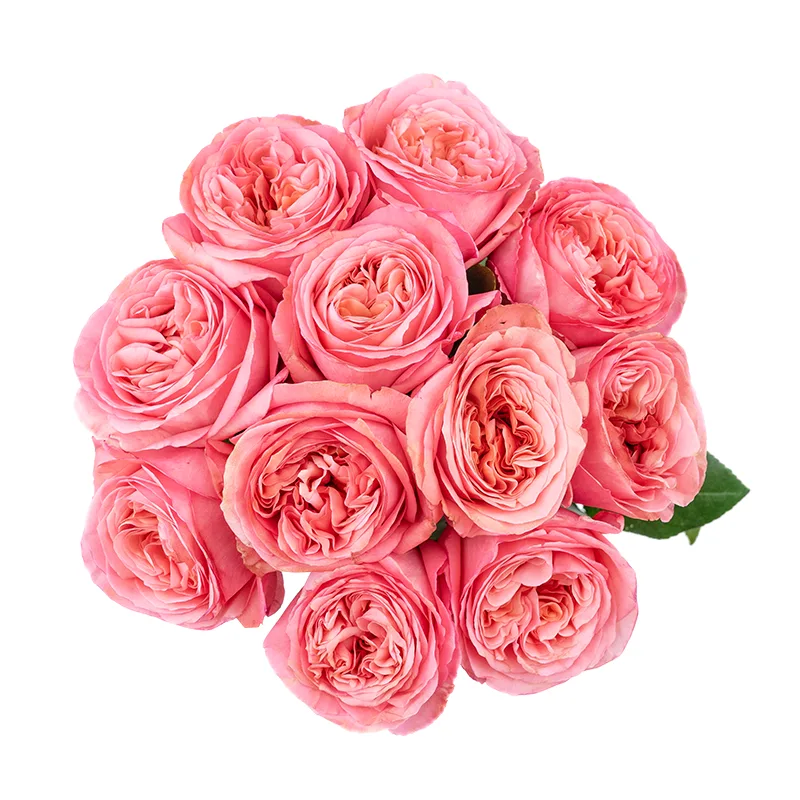 Букет из 11 ярко-розовых пионовидных роз Пинк Экспрешн (01329)