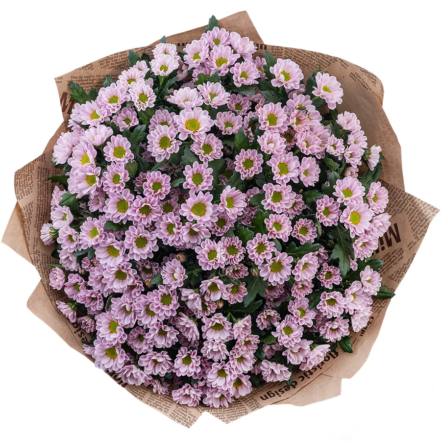 Букет из 23 нежно-розовых кустовых хризантем Сантини Росси Пинк (02834)