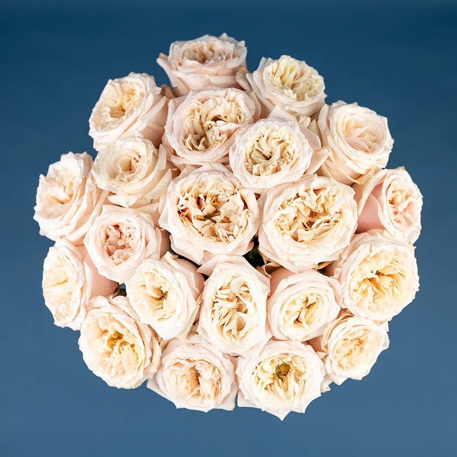 Букет из 21 садовой кремовой розы Башфул (03843)