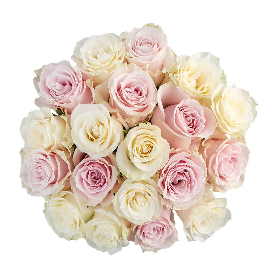 Букет из 19 белых и розовых роз Мондиаль и Пинк Мондиаль (02231)