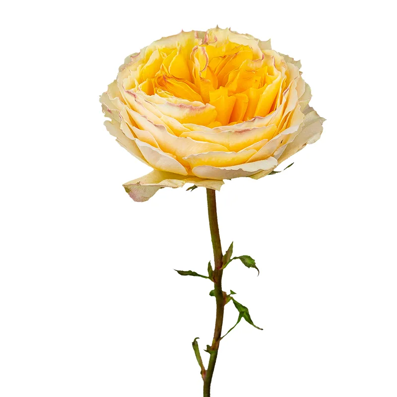 Роза садовая кремовая Дэвида Остина Беатрис (00232)
