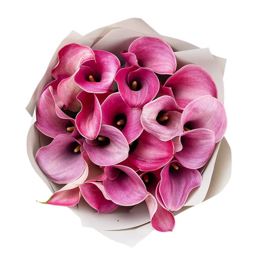 Букет из 19 розово-лиловых калл Капитан Романс (02884)