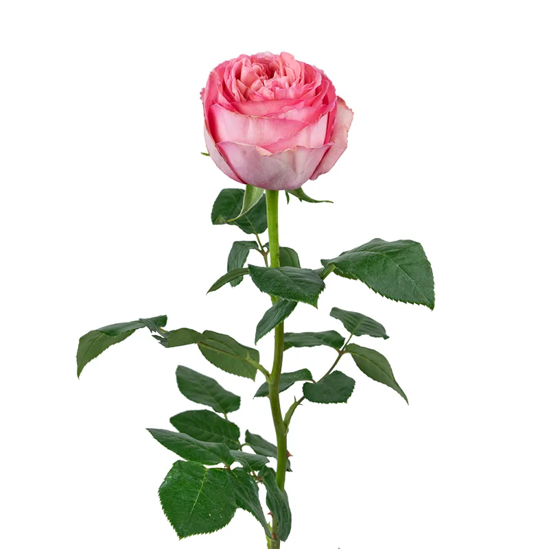Роза ярко-розовая пионовидная Пинк Экспрешн 50 см (00424)