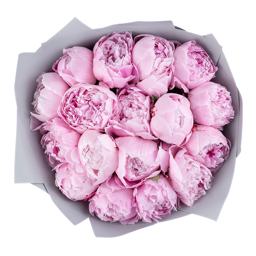 Букет из 17 розовых пионов Сара Бернар (03711)
