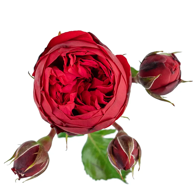 Роза кустовая красная Ред Пиано 60 см (00084)