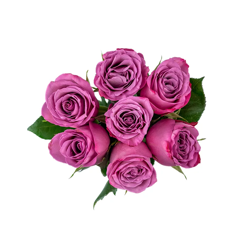 Букет из 7 фиолетовых роз Муди Блюз (01216)