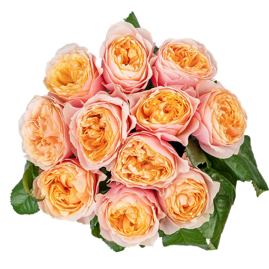 Букет из 11 персиковых пионовидных роз Вувузела (02582)
