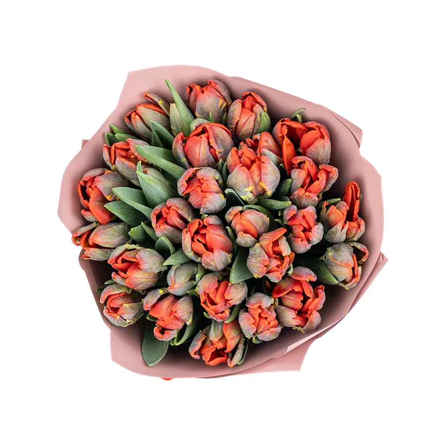 Букет из 29 красных попугайных тюльпанов Пэррот Рококо (01986)