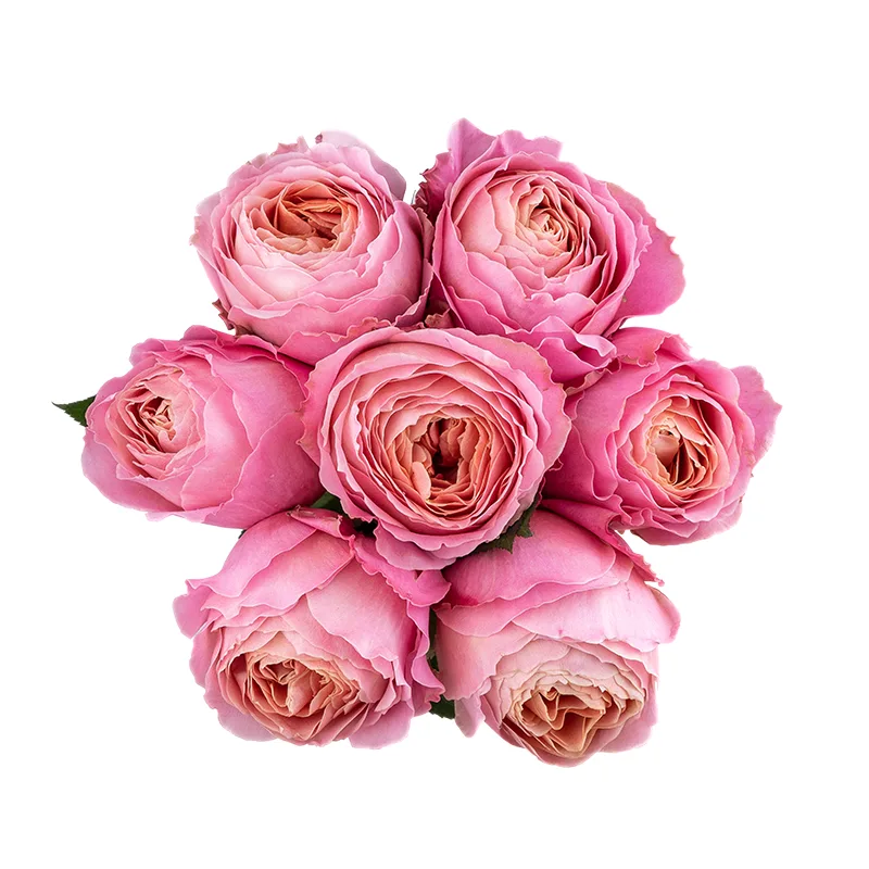Букет из 7 розовых садовых роз Романтик Антик (01815)