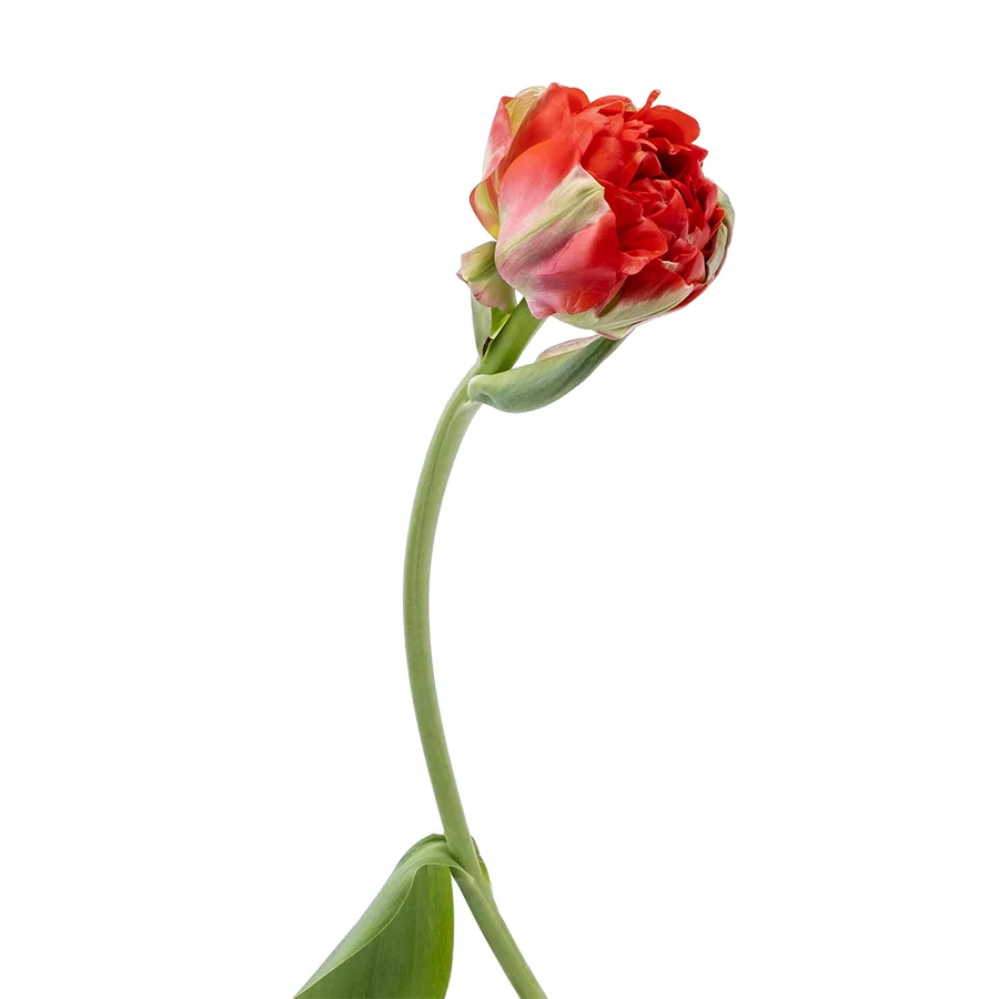 Тюльпан гигантский махровый красно-оранжевый Гудошник Дабл 65 см (00016)