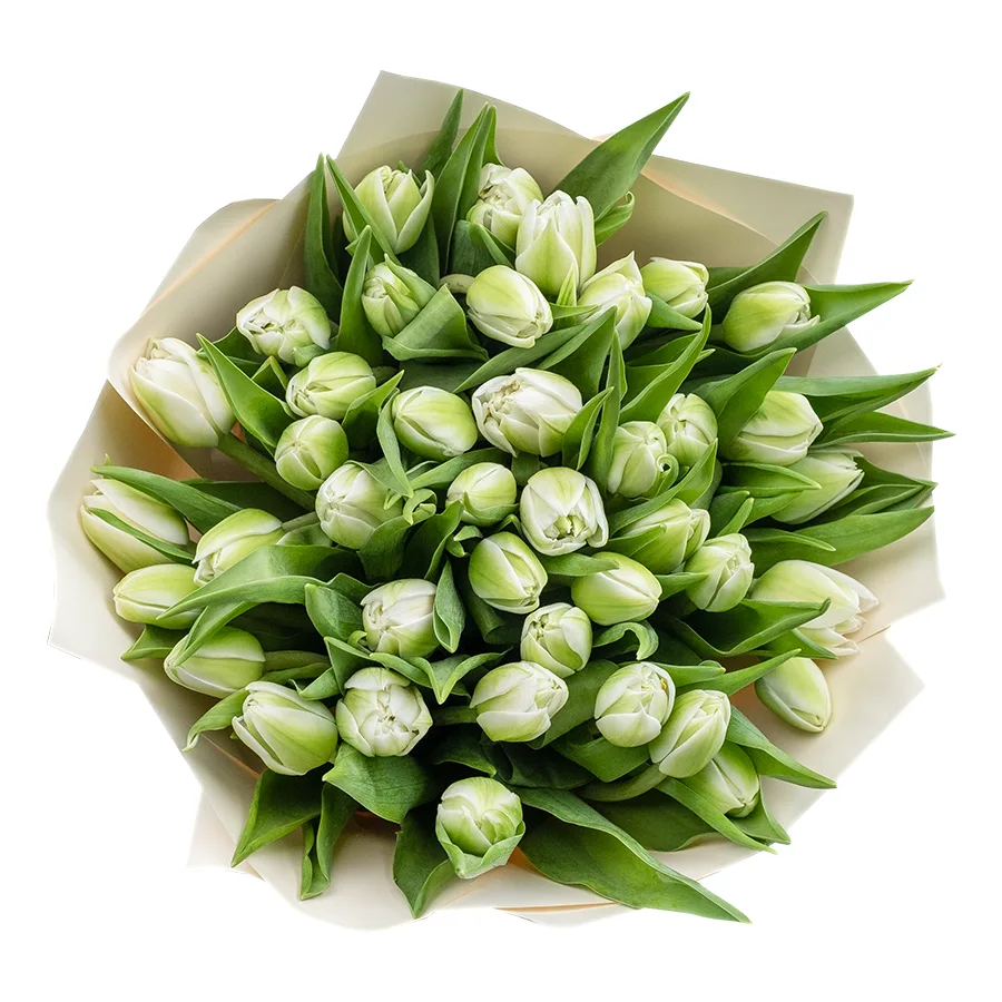 Букет из 39 белых махровых тюльпанов Вайт Херт (02454)