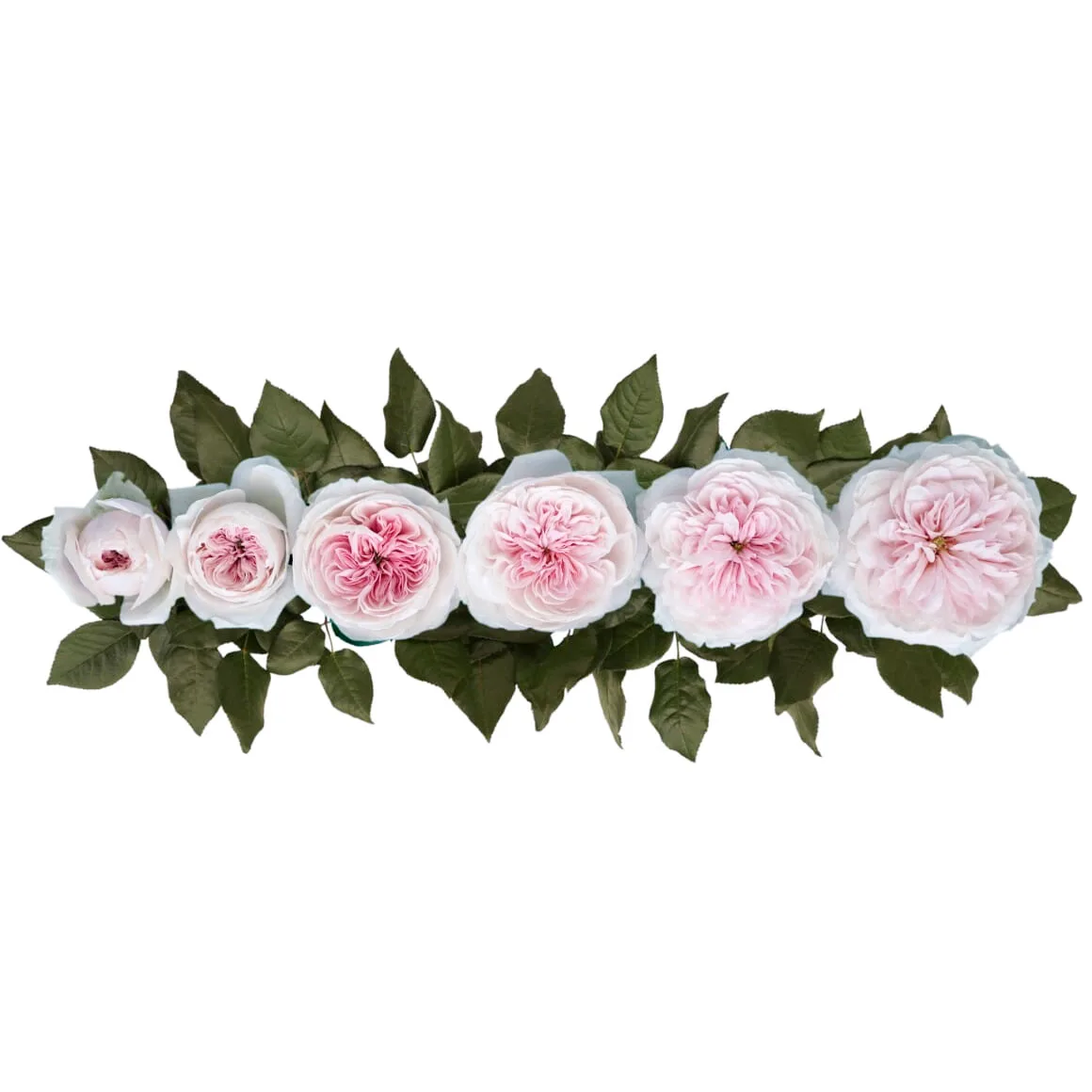 Роза садовая нежно-розовая Сабрина (00254)