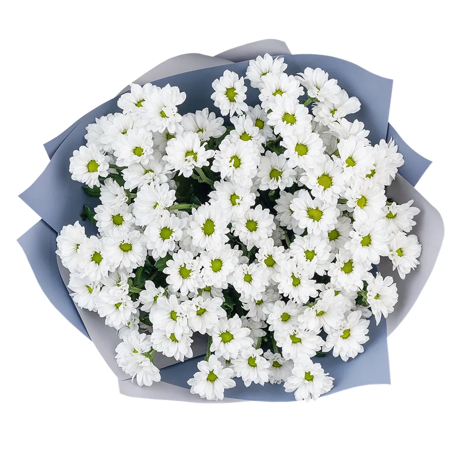 Букет из 11 белых кустовых хризантем Сантини Баунсер (02732)